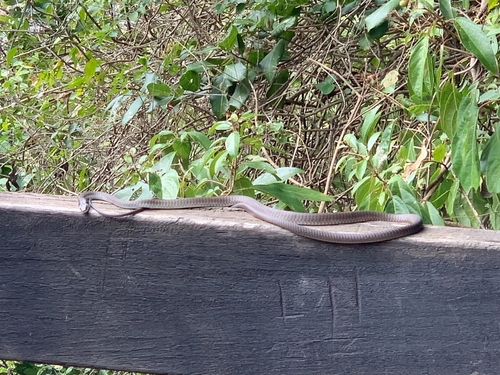 Common Tree Snake sighting
