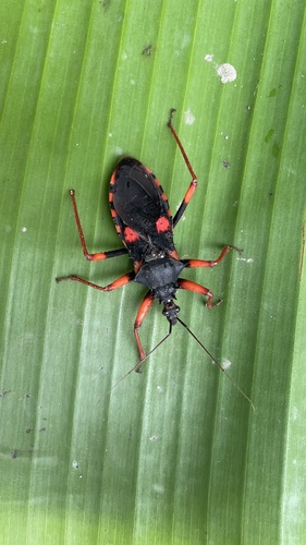 Horrid King Assassin Bug