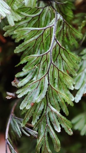 Tunbridge filmy fern
