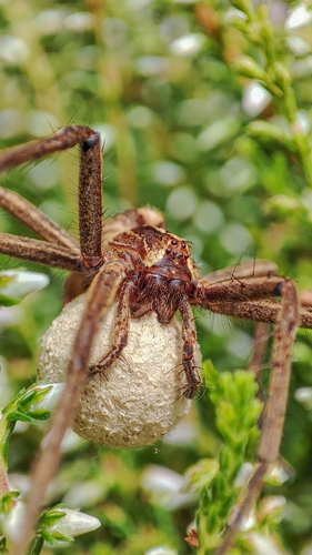 Pisaura acoreensis