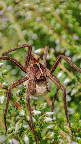 Pisaura acoreensis