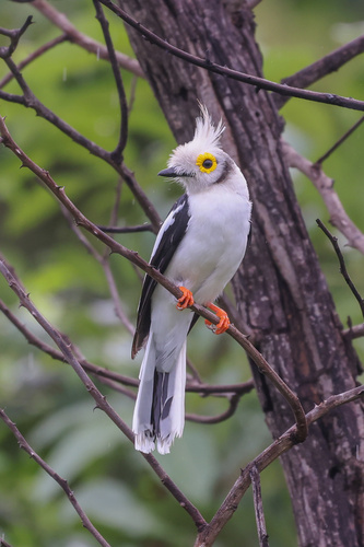 White-crested Helmetshrike