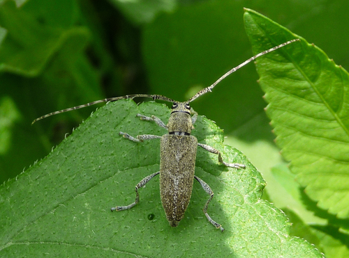 Canidia mexicana Thomson, 1860