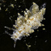 Amphorina pallida - Photo 由 jim-anderson 所上傳的 (c) jim-anderson，保留所有權利