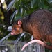 Common Ringtail Possum - Photo (c) Dianne Clarke, some rights reserved (CC BY-NC), uploaded by Dianne Clarke
