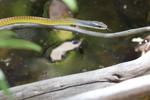 Common Tree Snake sighting