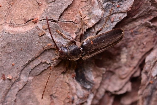 Asemum punctulatum