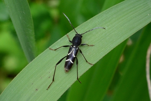 Clytus raddensis