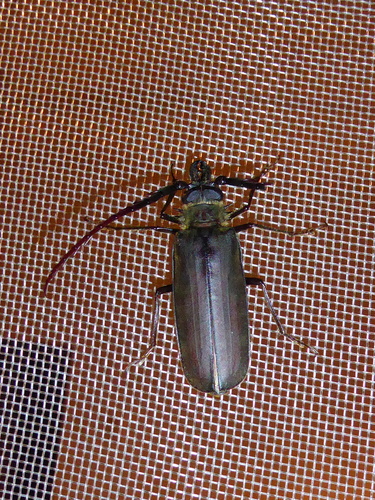 Ceratocentrus principiensis