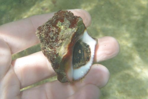 Deltoid Rock Shell