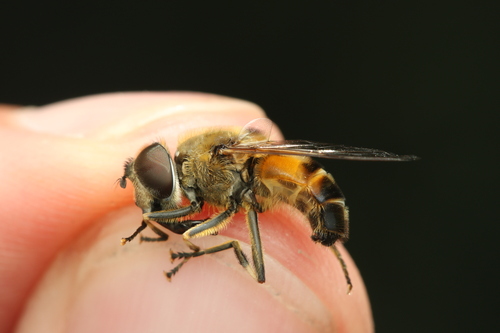 Eristalis similis