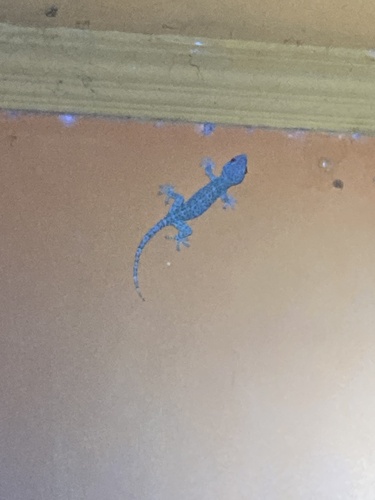 Tokay Gecko — seen at this dive site