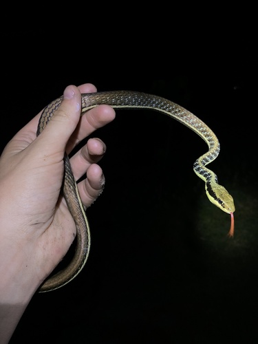 Painted Bronzeback — seen at this dive site