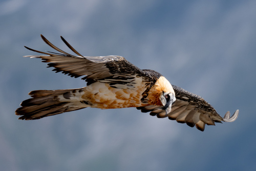Bearded Vulture