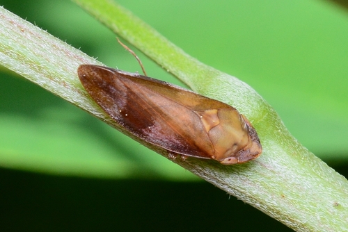 Aphilaenus ferrugineus · iNaturalist