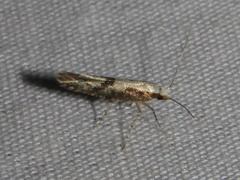 Argyresthia conjugella