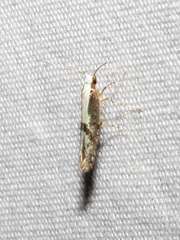 Argyresthia conjugella