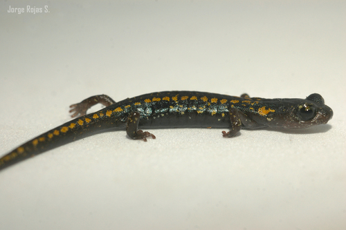 Black False Brook Salamander