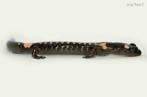 Cofre de Perote Salamander
