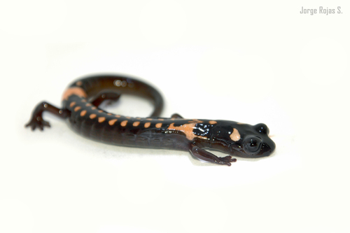 Cofre de Perote Salamander