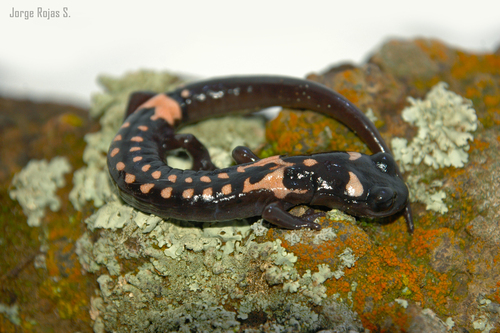 Cofre de Perote Salamander