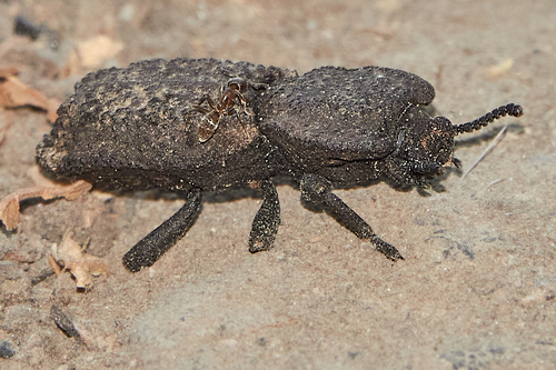 iNaturalist observation photo of Diabolical Ironclad Beetle