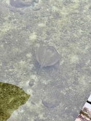 Southern Stingray