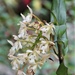 Epidendrum pastoense - Photo (c) marcoduran, todos los derechos reservados, subido por marcoduran