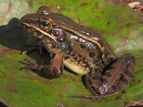 Atlantic Coast Leopard Frog