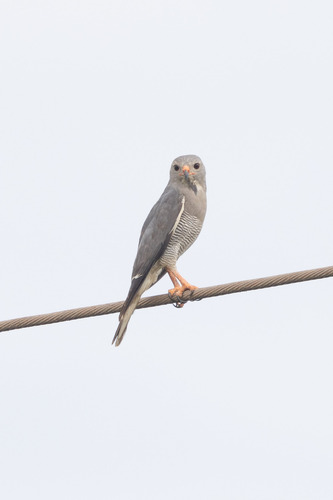 Lizard Buzzard