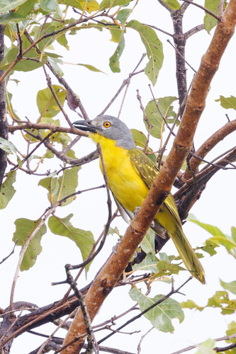 Grey-headed Bushshrike