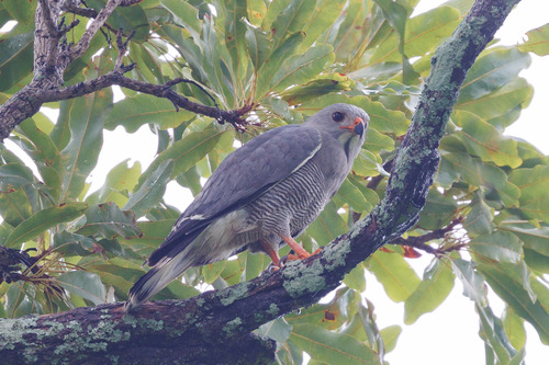 Lizard Buzzard