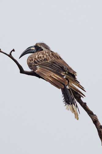 African Gray Hornbill