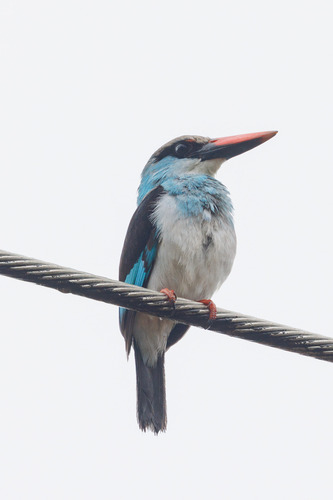 Blue-breasted Kingfisher