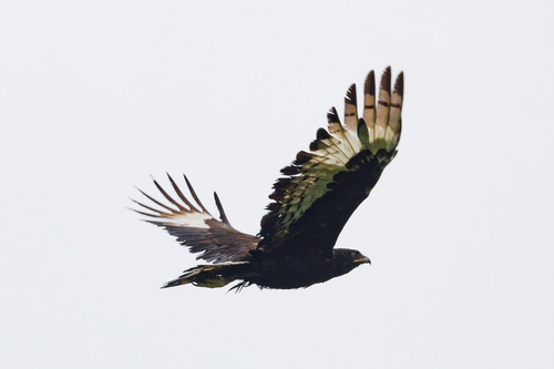 Long-crested Eagle
