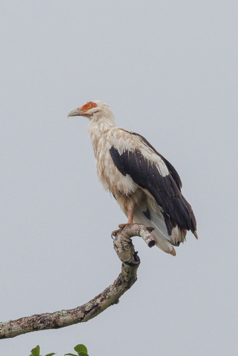 Palm-nut Vulture
