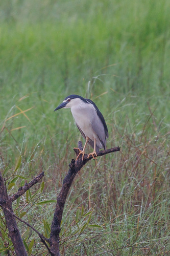Black-crowned Night Heron