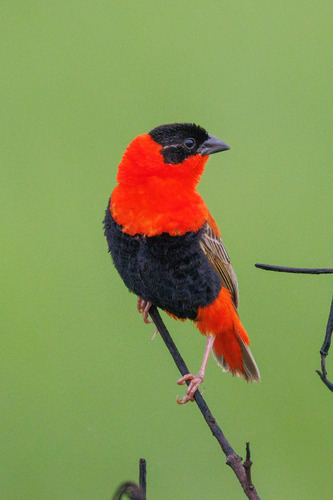 Northern Red Bishop