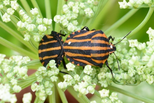 Graphosoma rubrolineatum