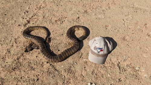 Black-headed Python sighting