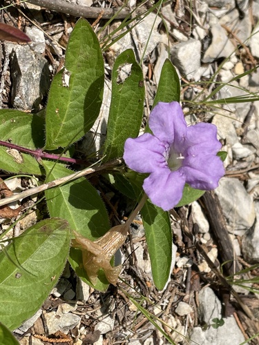 hairy ruellia