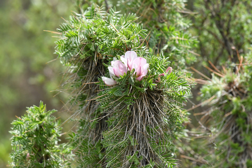 Pea shrub