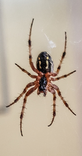 Bordered Orbweaver