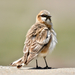 棕頸雪雀 - Photo 由 HUANG QIN 所上傳的 (c) HUANG QIN，保留所有權利
