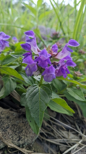 Prunella prunelliformis