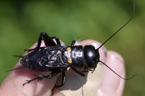 European Field Cricket