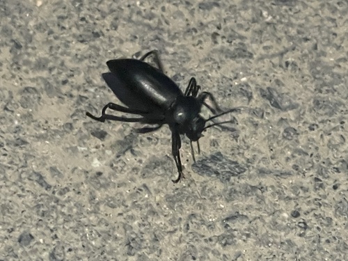 iNaturalist observation photo of Eleodes acuticauda