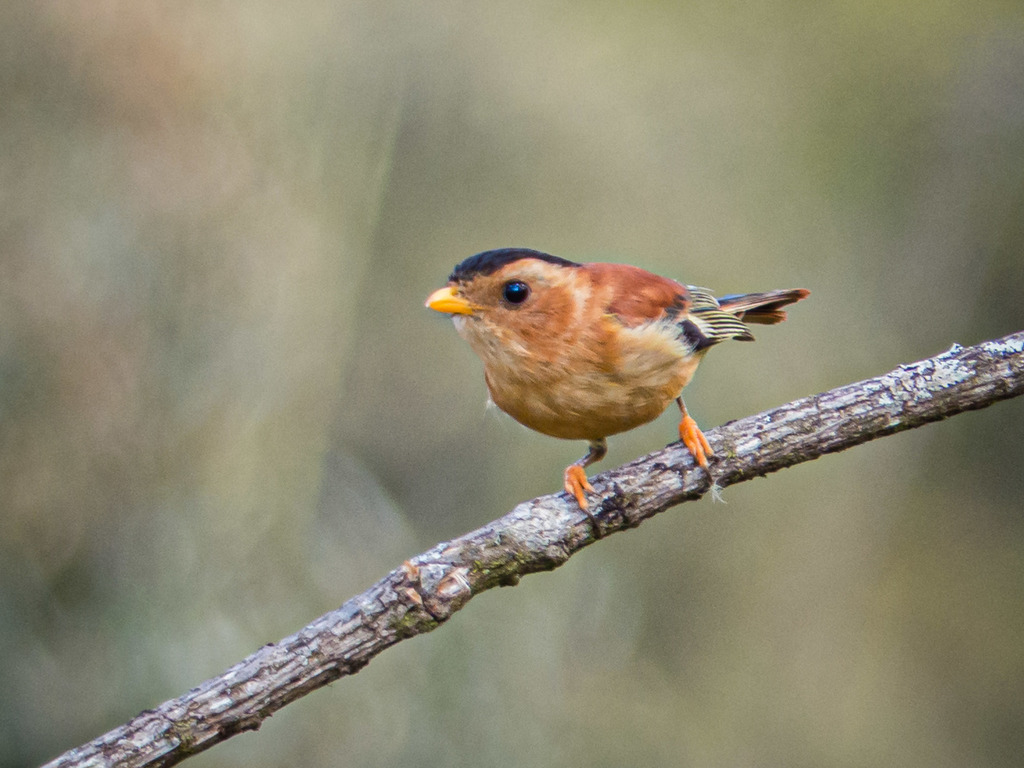 Black-capped Piprites (Piprites pileata) photo