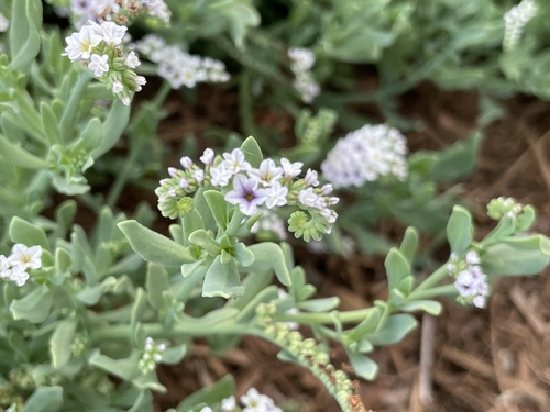 iNaturalist observation photo of alkali heliotrope