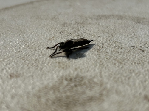 iNaturalist observation photo of Asilinae